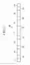 Fig. 03 - EVAPORATING APPARATUS AND METHOD FOR OPERATING THE SAME