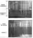 Fig. 01 - Photoreceptor protective overcoat layer including silicone polyether and method of making same