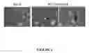 Fig. 05 - PRODUCTION OF INFECTIOUS HEPATITIS C VIRUS PARTICLES IN CELL CULTURE