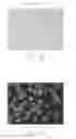 Fig. 04 - Fluorescent dyes and compounds, methods and kits useful for identifying specific organelles and regions in cells of interest