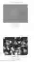 Fig. 07 - Fluorescent dyes and compounds, methods and kits useful for identifying specific organelles and regions in cells of interest