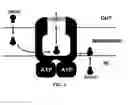 Fig. 02 - METHODS AND COMPOSITIONS FOR REVERSING P-GLYCOPROTEIN MEDICATED DRUG RESISTANCE