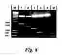 Fig. 13 - Biological Materials and Uses Thereof