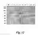 Fig. 17 - Biological Materials and Uses Thereof