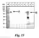 Fig. 20 - Biological Materials and Uses Thereof