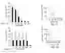 Fig. 02 - COMPOSITIONS AND METHODS FOR MODULATING POLY(ADP-RIBOSE) POLYMERASE ACTIVITY