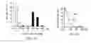 Fig. 03 - COMPOSITIONS AND METHODS FOR MODULATING POLY(ADP-RIBOSE) POLYMERASE ACTIVITY