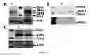 Fig. 02 - Method of activating NK cells