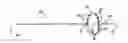 Fig. 01 - ELECTROPHYSIOLOGY CATHETER WITH ELECTRODE LOOP