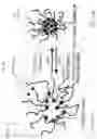Fig. 22 - Multiple chamber ex vivo adjustable-release final dosage form