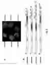 Fig. 06 - Potexvirus-derived replicon