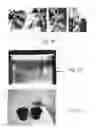 Fig. 22 - Plant expression constructs and methods of utilizing same