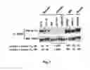 Fig. 02 - METHOD OF IDENTIFICATION OF CELLS THAT SHOW SENSITIVITY TO MODULATION OF SIGNALINGH MEDIATED BY FIBROBLAST GROWTH FACTOR RECEPTOR OR A VARIANT THEREOF