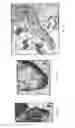 Fig. 05 - Methods for identifying stem cells by detecting fluorescence of cells and syncytia