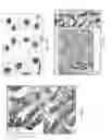 Fig. 07 - Methods for identifying stem cells by detecting fluorescence of cells and syncytia