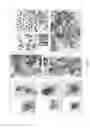 Fig. 09 - Methods for identifying stem cells by detecting fluorescence of cells and syncytia