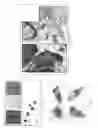 Fig. 11 - Methods for identifying stem cells by detecting fluorescence of cells and syncytia