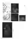 Fig. 16 - Methods for identifying stem cells by detecting fluorescence of cells and syncytia