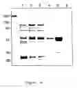 Fig. 07 - Divinyl ether synthase gene and protein, and uses thereof