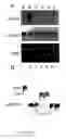Fig. 09 - Divinyl ether synthase gene and protein, and uses thereof