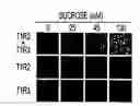 Fig. 01 - T1R taste receptors and genes encoding same