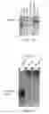 Fig. 02 - METHODS AND COMPOSITIONS RELATING TO POLYPEPTIDES WITH RNASE III DOMAINS THAT MEDIATE RNA INTERFERENCE