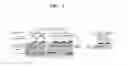 Fig. 06 - Inhibition of Skp2-cyclin a interaction