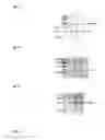 Fig. 08 - Sequence of dsRNA: ATN-RNA specific for tenascin-C