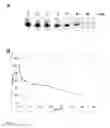 Fig. 09 - Sequence of dsRNA: ATN-RNA specific for tenascin-C