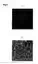 Fig. 02 - METHOD OF EVALUATING COMPOUND EFFICACIOUS IN TREATING OBESITY BY USING Slc25a10