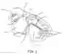 Fig. 02 - Genetic modification of targeted regions of the cardiac conduction system