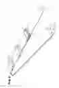 Fig. 03 - Strap for musical instrument and method for adjusting length of strap belt