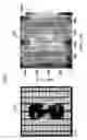 Fig. 08 - Constructing variability maps by correlating off-state leakage emission images to layout information