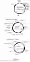 Fig. 02 - RECOMBINANT ADENOVIRUSES ENCODING THE SPECIFIC IODINE TRANSPORTER (NIS)