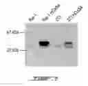 Fig. 07 - STEM CELL EXPANSION ENHANCING FACTOR AND METHOD OF USE