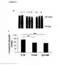 Fig. 06 - METHODS FOR TREATING CACHEXIA AND LYMPHOPENIA