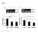 Fig. 07 - METHODS FOR TREATING CACHEXIA AND LYMPHOPENIA