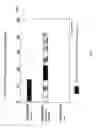Fig. 07 - PROCESS FOR FACILITATING NUCLEIC ACID TRANSFER