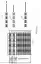 Fig. 22 - FLUDIC SYSTEM AND METHOD FOR PROCESSING BIOLOGICAL MICROARRAYS IN PERSONAL INSTRUMENTATION