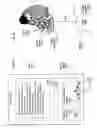 Fig. 19 - Histological facilitation systems and methods