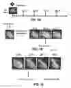 Fig. 02 - Method For Controlling Seed Germination In Non-Dormant Seeds And Use Thereof