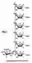 Fig. 02 - Calcification method using calcifying bacteria