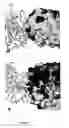 Fig. 16 - Allergen-binding IgE monoclonal antibodies and method for preparing hypoallergens
