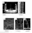 Fig. 02 - Absorbant superhydrophobic materials, and methods of preparation and use thereof