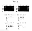 Fig. 02 - Diagnostic method for diseases by screening for hepcidin in human or animal tissues, blood or body fluids and therapeutic uses therefor