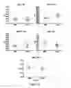 Fig. 10 - TrkB Agonists for Treating Autoimmune Disorders