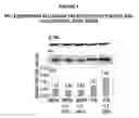 Fig. 05 - Products and methods using soy peptides to lower total and LDL cholesterol levels