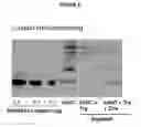 Fig. 10 - Products and methods using soy peptides to lower total and LDL cholesterol levels