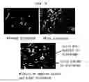 Fig. 06 - Method of measuring microparticles having nucleic acid and apparatus therefor