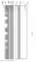 Fig. 03 - Polychromatic light emitting diode device having wavelength conversion layer made of semiconductor and method for manufacturing the same